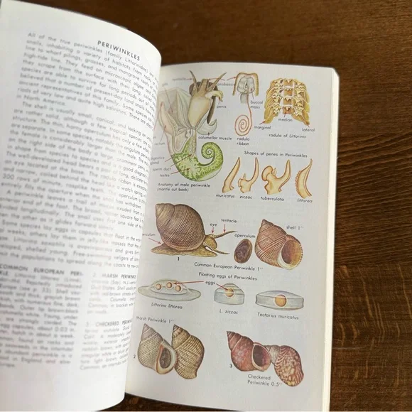 Seashells of North America A Guide to Field Identification - Picture 8 of 11